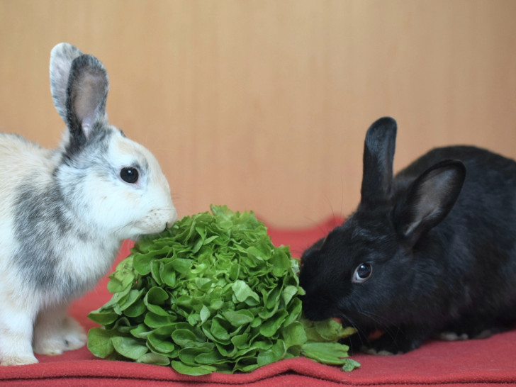 Die beiden Kaninchen sind handzahm. Foto: Tierschutzzentrum Ribbesbüttel