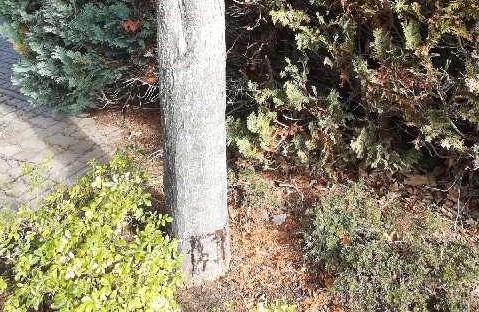 Der Baum wurde rundherum angesägt. Foto: Polizei