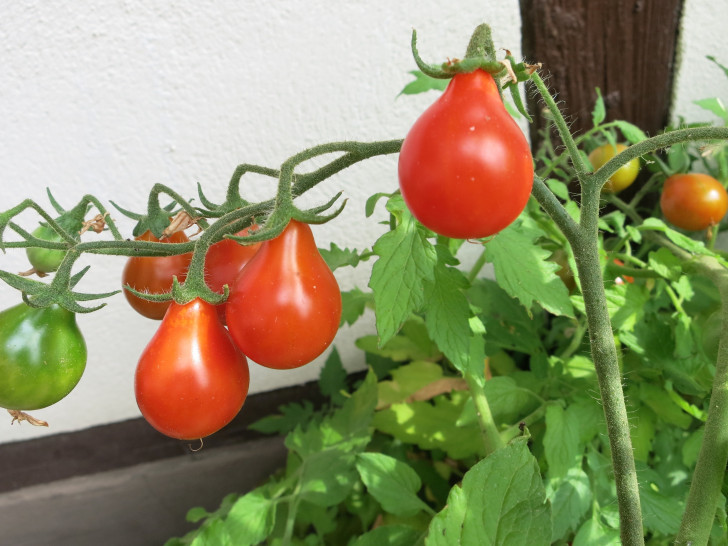 Sibirisches Birnchen, Foto: Privat