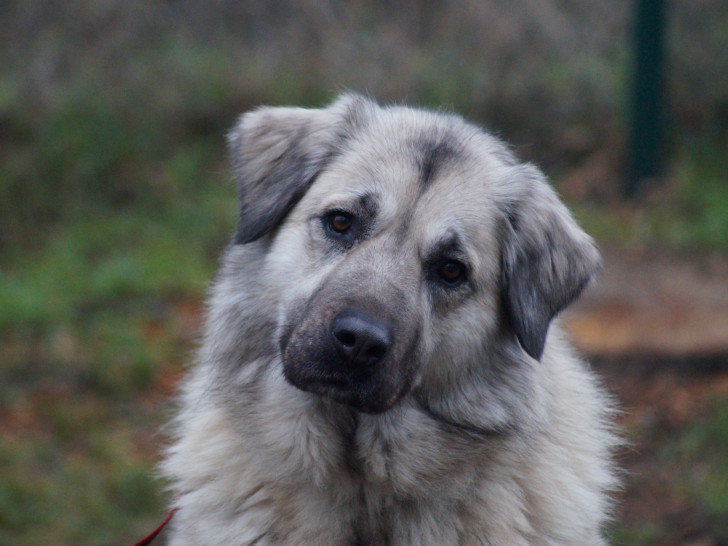 Die Kaukasische Schäferhündin wird im Tierschutzzentrum Ribbesbüttel von allen nur „die hübsche Bella“ genannt. Seit über zwei Jahren wartet sie auf ihr „Zuhause-für-immer“.