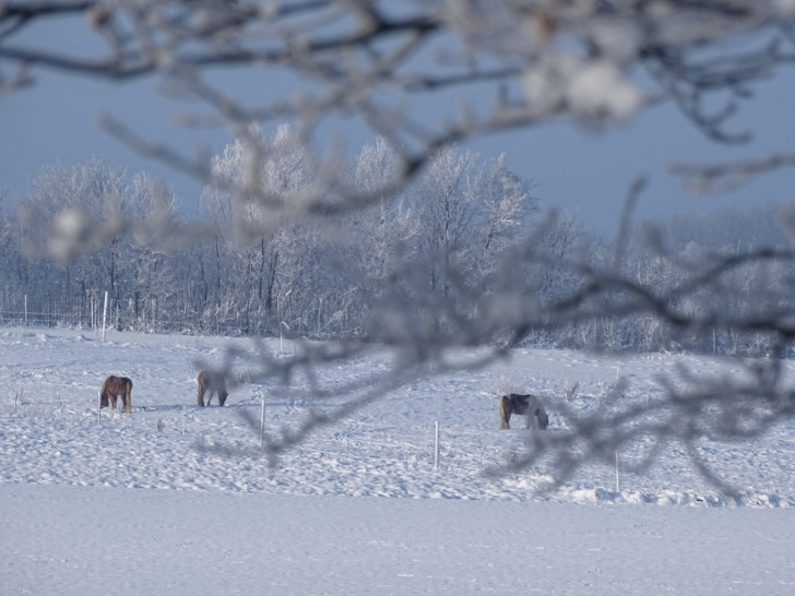Das Bild Flechtorf wurde am 18. Dezember 2018 im digitalen Adventskalender veröffentlich. Das Foto von Annika Böckmann aus dem Jahr 2016 zeigt Pferde im Schnee in Beienrode.