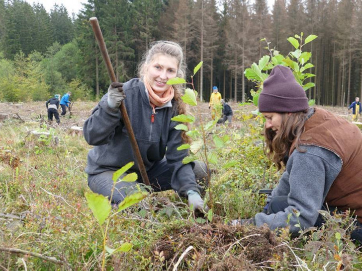 Die freiwilligen Baumpflanzerinnen Klara Fellgiebel aus Jena und Julia Kauth aus Flensburg setzen  beim Bergwaldprojekt Erlen als Pionierbäume auf einer Borkenkäfer-Kahlfläche bei Braunlage.