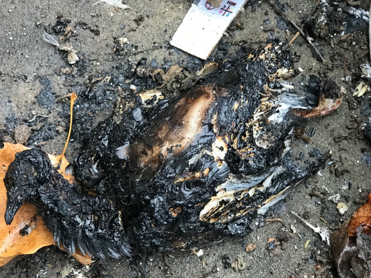 Die verbrannte Taube wurde im Bereich der Martini-Kirche gefunden.