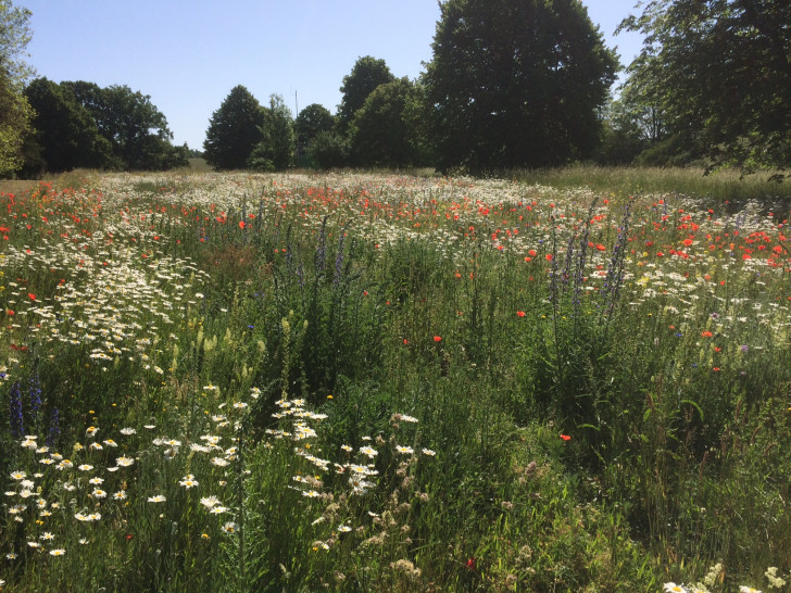 Die Stadt hat Wildblumenwiesen angelegt.