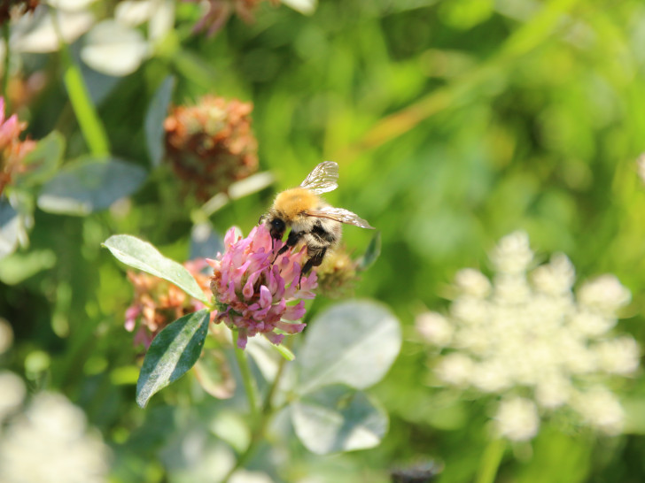 Eine Hummel am Rotklee. Symbolbild