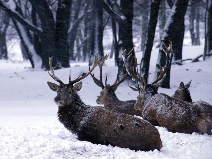 Die Tiere haben es im Winter besonders schwer – Rücksicht ist geboten.