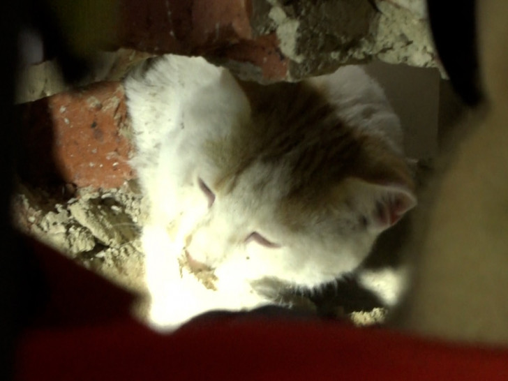 Nach zweieinhalb Stunden endlich wieder durchatmen - Die Katze blickt aus dem vorsichtig angelegten Mauerloch. Archivbild.