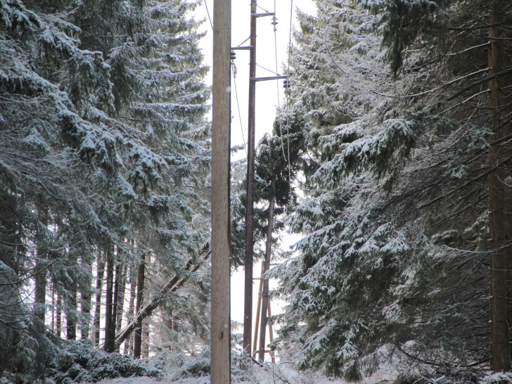 Ein umgestürzter Baum auf einer Stromleitung im Harz.