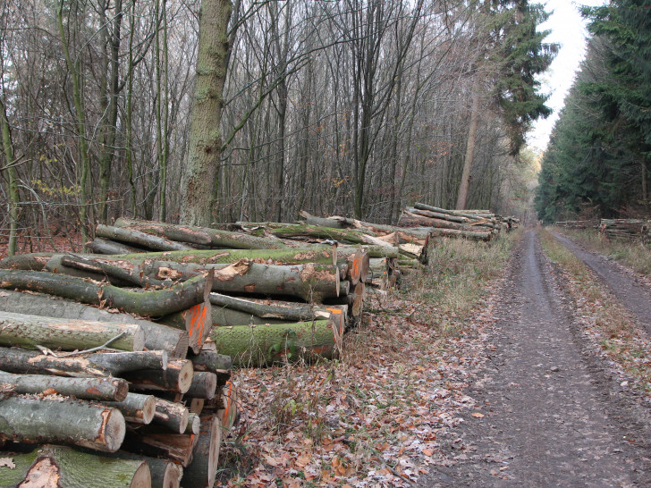 Die Niedersächsischen Landesforsten versteigern jede Menge Holz.