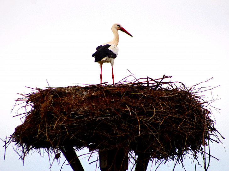 Der Storch im Nest in Hedeper.