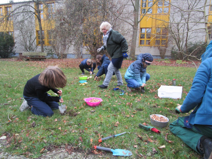 Etwa 1.000 Krokusse pflanzte die Umwelt-AG kürzlich im Atrium der Schule.