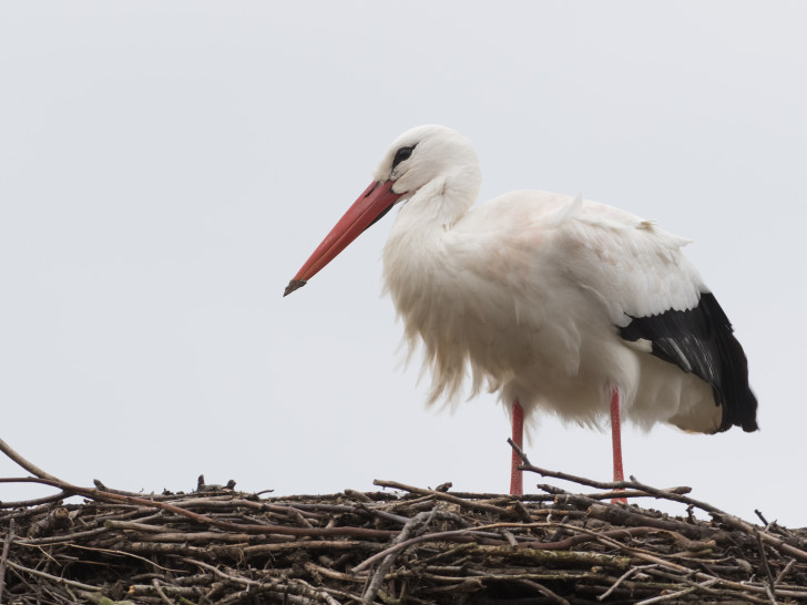 Storch Fridolin in gelandet.