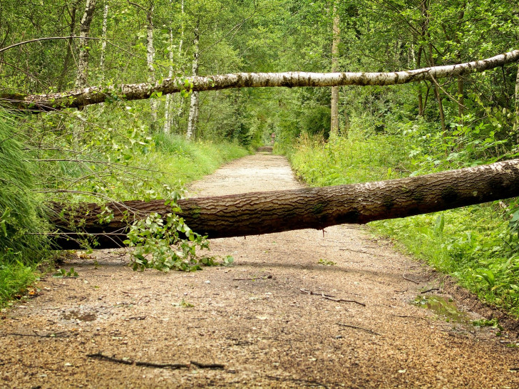 Die Landesforsten warnen vor umfallenden Bäumen in Waldgebieten.