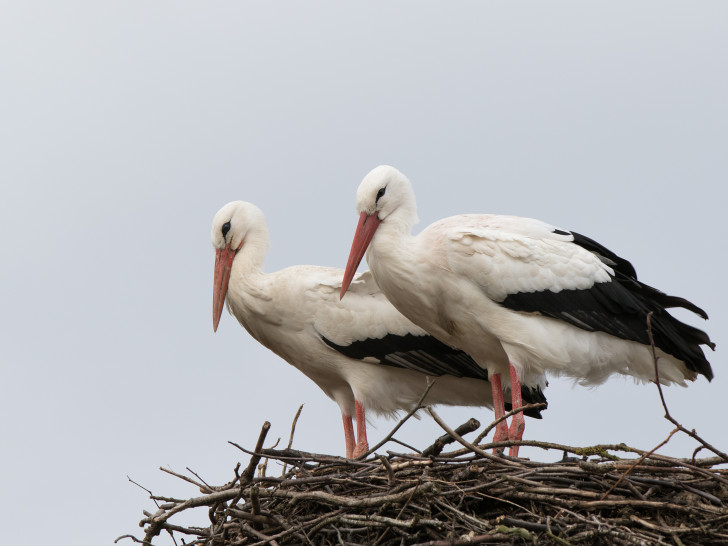 Mai und Fridolin können weiterhin per Storchen-Webcam beobachtet werden.