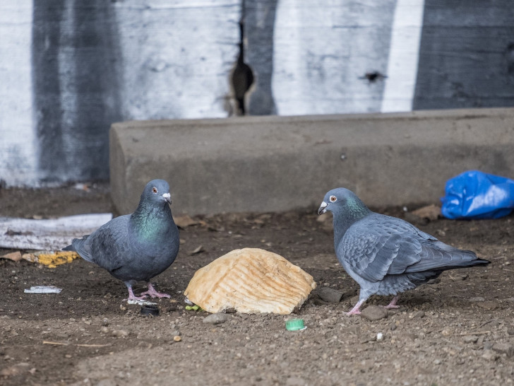 Auch wenn sie ungesund und nicht artgerecht sind – Essensreste finden die Tauben jetzt kaum noch.
