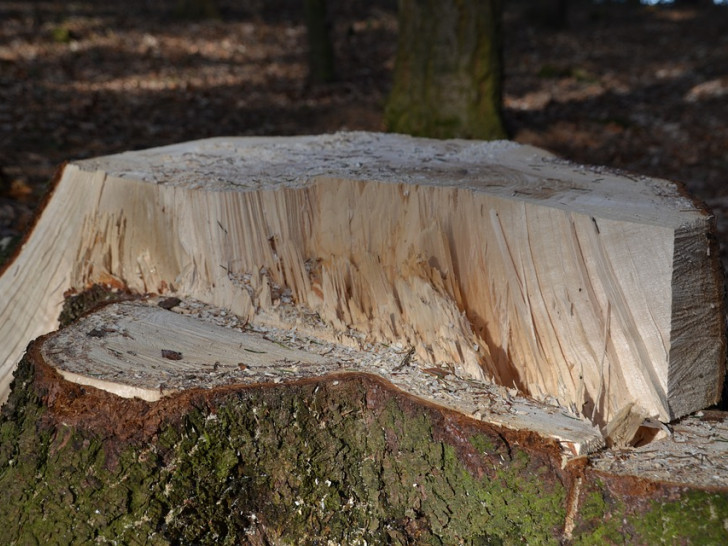 Im Mascheroder Holz wurden viele alte Eichen gefällt. Symbolbild.