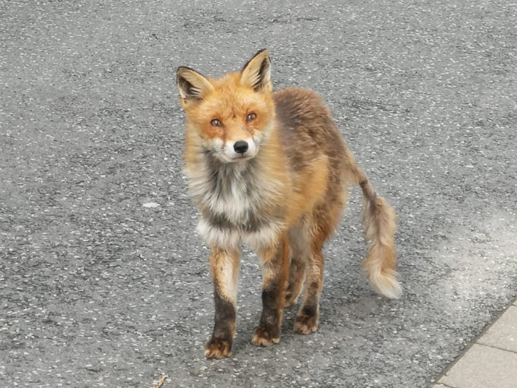 Ein junger Fuchs flaniert am helllichten Tag durch die Straßen der Altstadt. Als Träger der Fuchsräude erwartet ihn ein qualvoller Tod. 