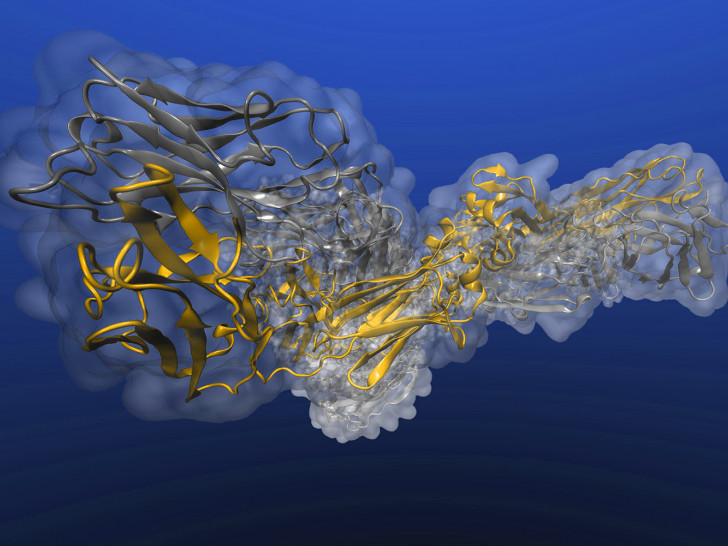 Blick auf die „Greifhand“ eines beispielhaften Antikörpers (Immunglobulin), mit der er Krankheitserreger aus dem Verkehr ziehen kann.