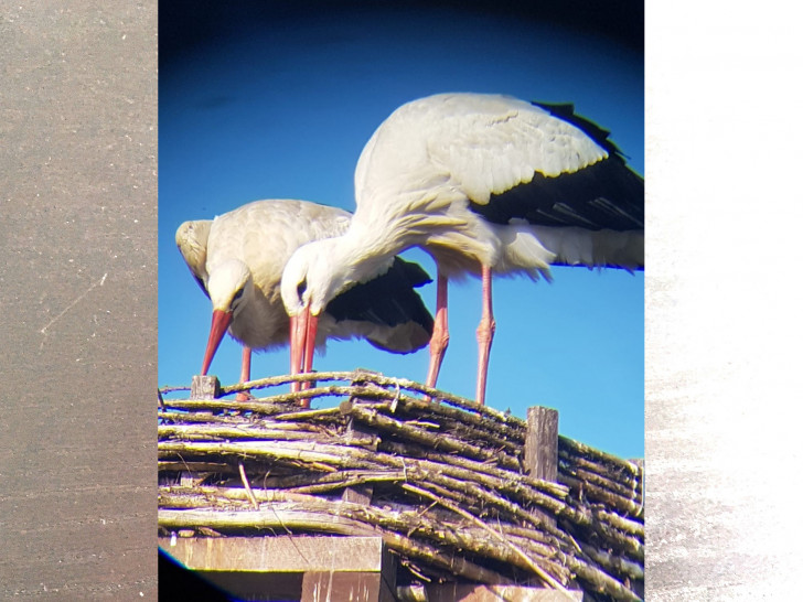 Das noch namenslose Storchenpaar aus Flechtorf macht es sich im Nest gemütlich.