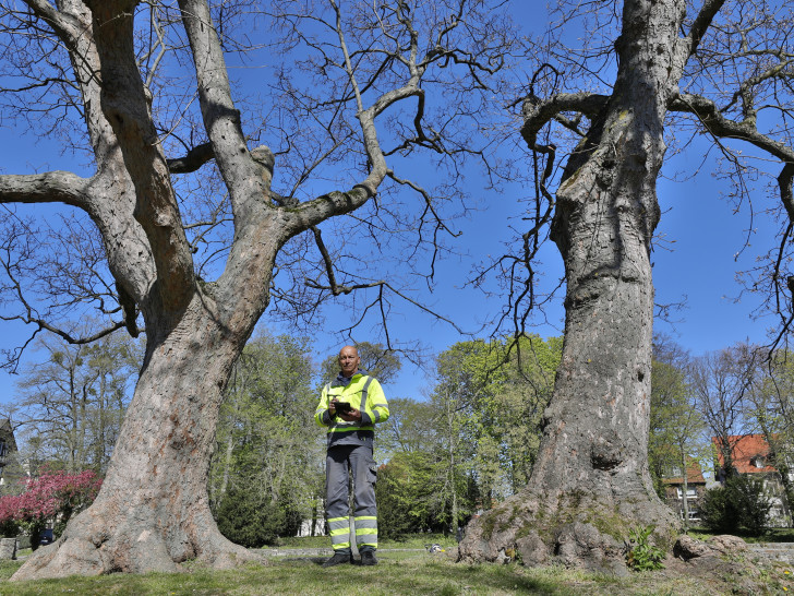 Frank Simon untersucht den Zustand eines Baumes an der Fritz-Laube-Straße in Vienenburg.