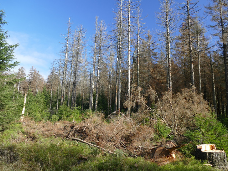 Das Waldsterben wird in diesem Jahr weiter gehen. 