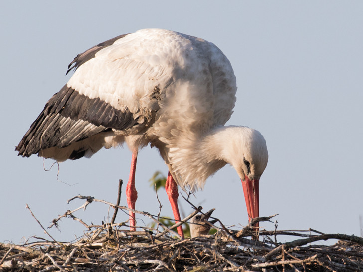 Am gestrigen Sonntag erblickte der Nachwuchs das Licht der Welt.