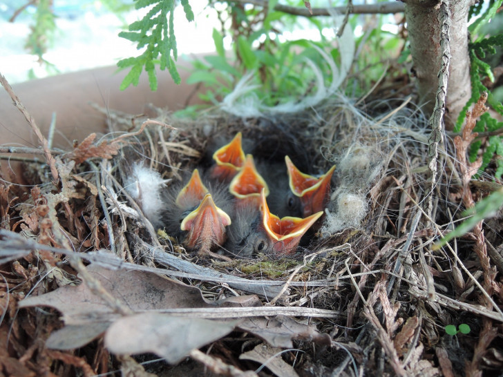 Junge Bachstelzen im Nest.