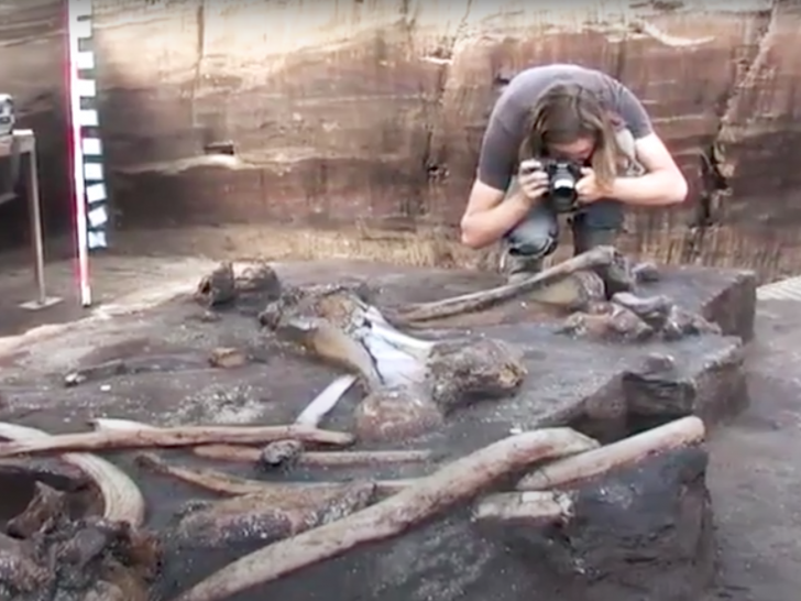 Die 300.000 Jahre alten Elefantenknochen bilden ein fast vollständiges Skelett ab. 