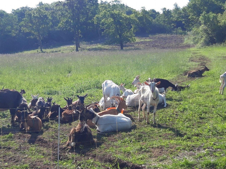 Ziegen bei der Beweidung des Kalkmagerrasens.