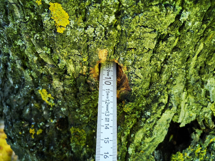 Einer der beschädigten Bäume in Grasleben.
