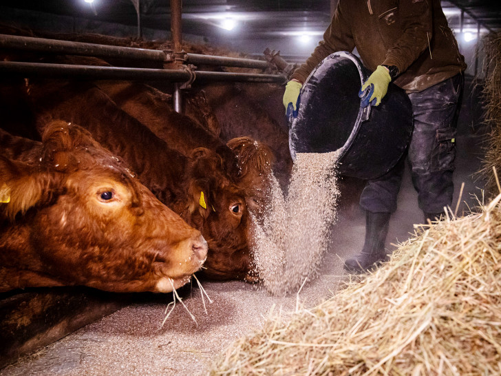 Jeden Morgen früh füttern, aber jetzt selbst auf Diät: Wer in der Landwirtschaft arbeitet, muss künftig um die Zusatzrente fürchten. Davor warnt die Agrar-Gewerkschaft IG BAU.