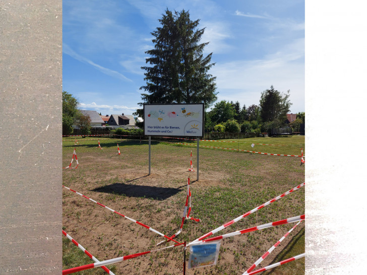 Auch am Ulmenweg soll eine Blühwiese entstehen. Die WoBau hat bereits mit der Aussaat begonnen.