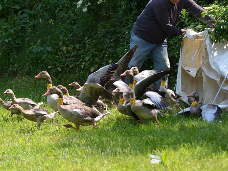 Probeweise Umsiedlung einiger Tiere auf Gewässer in den Barnbruchwiesen.