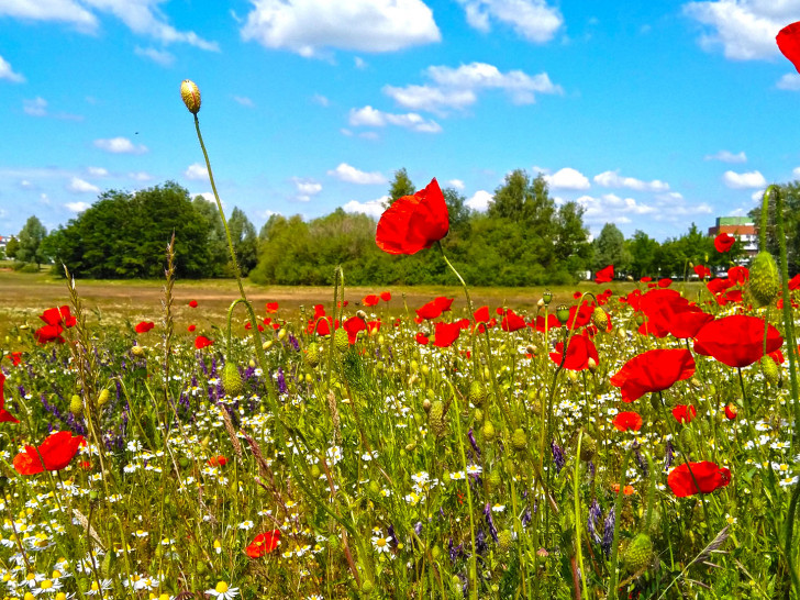 Momentan steht der Streifen in voller Blüte.