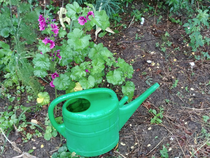 Unser Gartennerd verrät wie man bei dieser Hitze richtig gießt.