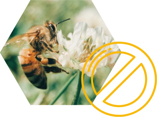 Nun heißt es: Bienen retten.