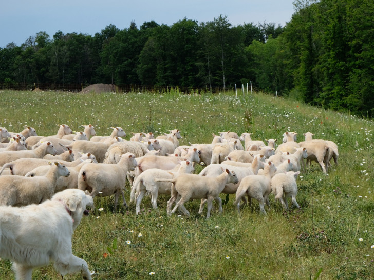  Rund 100 Schafe weiden seit dieser Woche auf dem Gelände der ehemaligen Hausmüll- und Bauschuttdeponie am Gesamtstandort Morgenstern. Bewacht werden die Tiere rund um die Uhr von Hütehunden.