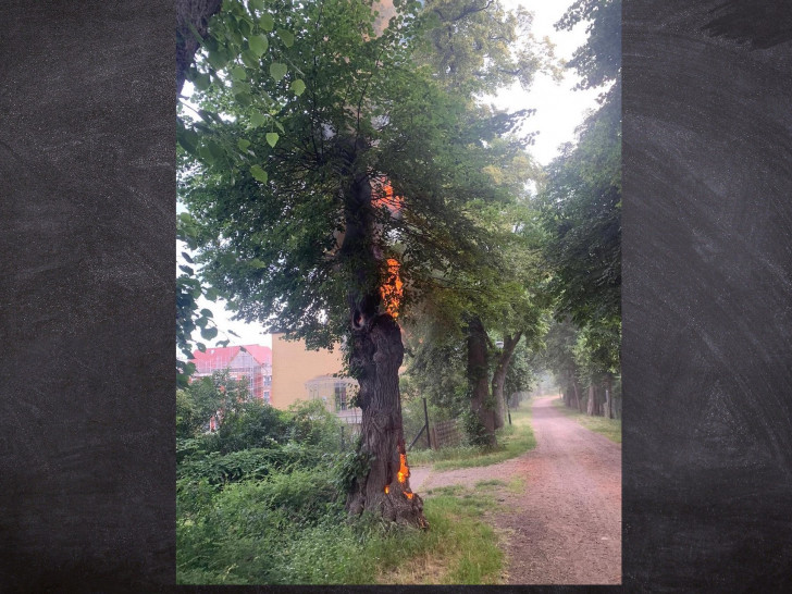 Der Baum stand bis in die Baumkrone in Flammen.