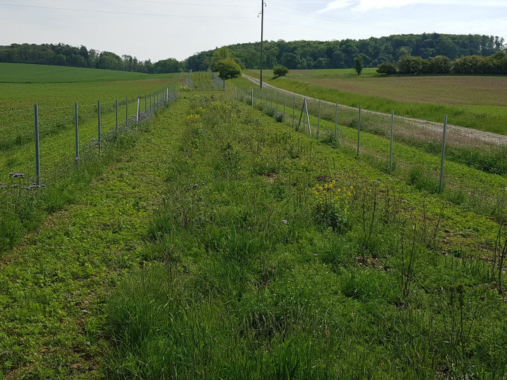 Heckenanpflanzung bei Lucklum: Insgesamt 13 Meter breit inklusive Saumstreifen ist das entstehende Heckensystem. Hier wächst wertvoller Lebensraum für Tiere und Pflanzen.