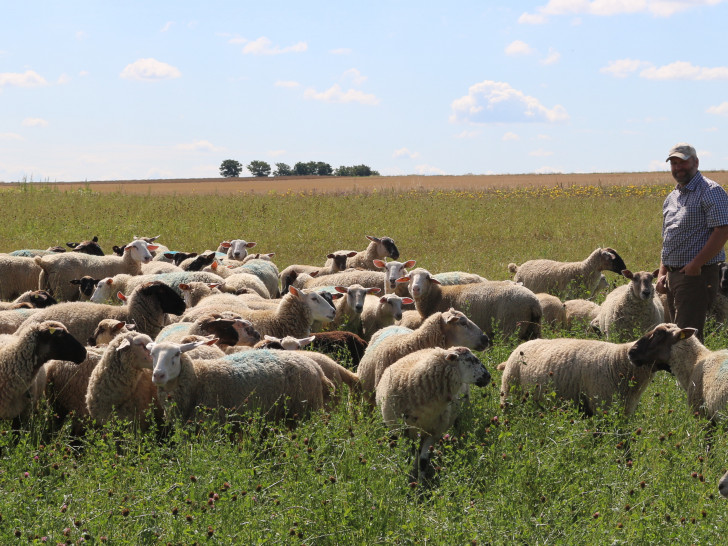 Christoph Weihe zwischen seinen Schafen. Mit seinen insgesamt 130 Tieren ist er einer der größen Schafhalter Niedersachsens.