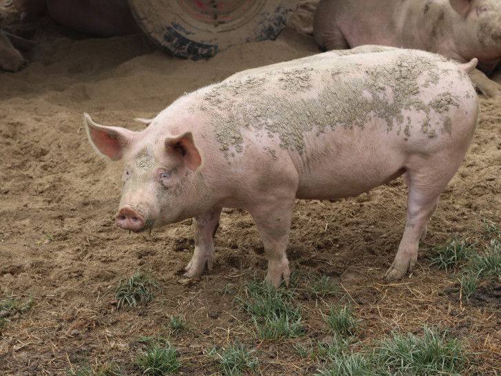Für Schweine ist die Afrikanische Schweinepest eine ernsthafte Gefahr.