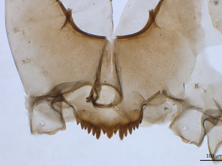 Kopfkapsel einer Zuckmückenlarve des Typs Chironomus anthracinus, aus den gleichen Sedimentschichten wie die Speere in Schöningen. Deutlich zu erkennen ist das dunkel gefärbte Mentum, ein Teil der Mundwerkzeuge der Larve, mit der arttypischen Zahnreihe von drei mittleren und je sechs seitlichen Zähnen. 