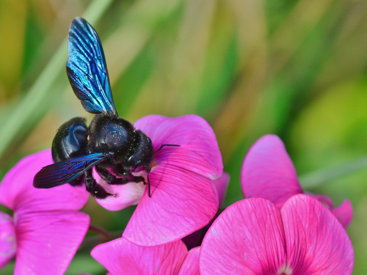 Der blauschwarze Brummer liebt vielfältige Blumenwiesen und wilde Gärten. Die blaue Holzbiene ist neu in Niedersachsen, stellt aber ersten Einschätzungen des NABU zufolge keine Gefahr für heimische Bienenarten dar.