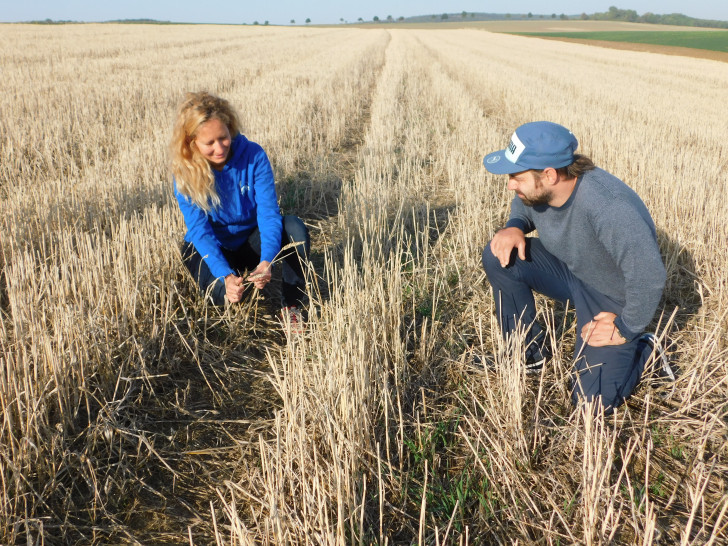 Zufrieden begutachten Nicole Feige von der Ökologischen NABU-Station Aller/Oker (ÖNSA) und Martin Siemann, Landwirt aus Klein Vahlberg (www.3felderwirtschaft-asse.de), eine Feldhamsterschutzfläche. Siemann führte auf seiner Fläche eine hohe Ährenernte durch. So blieben einige kürzere Ähren stehen, aus denen sich der Feldhamster einen Wintervorrat sammeln kann.   