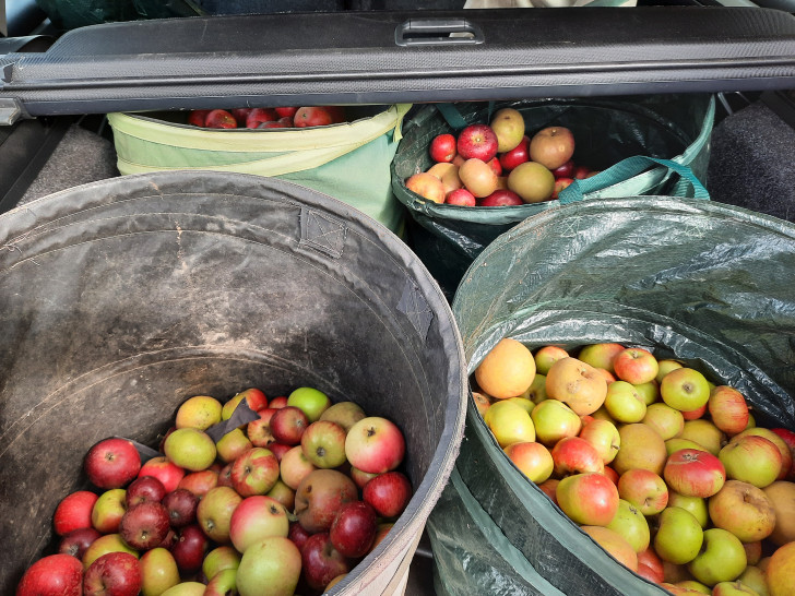 Aus diesen Äpfeln wurde regionaler Apfelsaft gewonnen. 