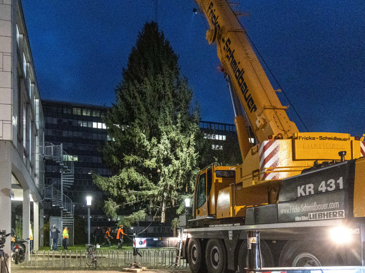 Bei Einbruch der Dunkelheit - nach über zehn Stunden wird der Weihnachtsbaum endlich vor dem Rathaus platziert. 