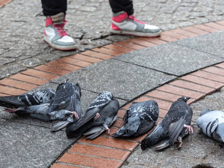 Innerhalb von eineinhalb Stunden sind sieben Tauben in der Innenstadt von Lebenstedt gestorben. Zwei weitere Tiere zeigen Vergiftungssymptome. 
