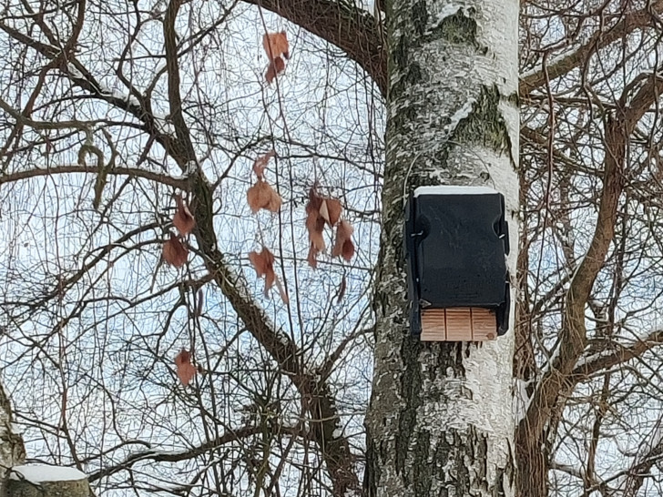 Neue Nisthilfen für Fledermäuse.