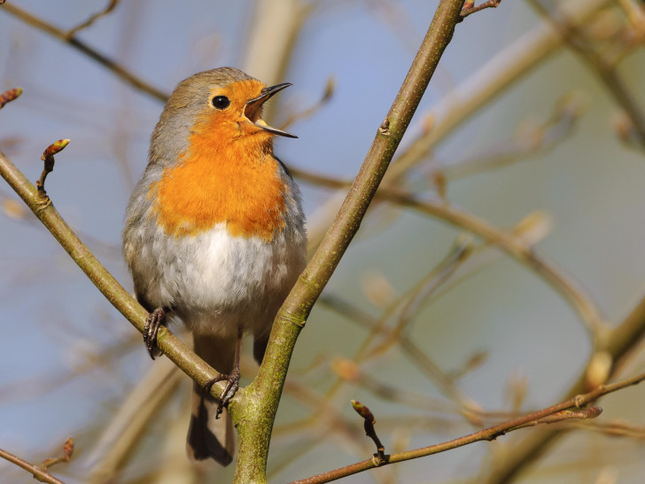 „Das Rotkehlchen gehört zu den zehn Vogelarten, die bei der Hauptwahl zum Vogel des Jahres 2021 gewählt werden können“ .