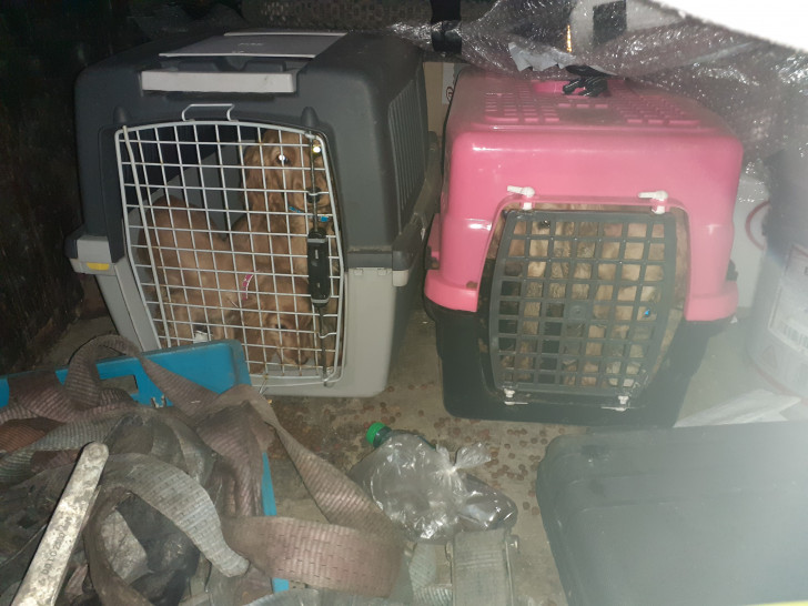 Der Zoll fand vier Hundewelpen in viel zu kleinen Transportboxen.